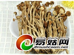 茶树菇之乡厂家直销，新鲜茶树菇，茶树菇干货供应图1