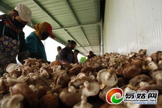 河北豐寧錯季香菇熱銷 ()