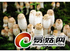 特级鸡腿菇，有机鸡腿菇批发，鸡腿菇供应商图1