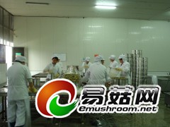 特级鸡腿菇，有机鸡腿菇批发，鸡腿菇供应商图2