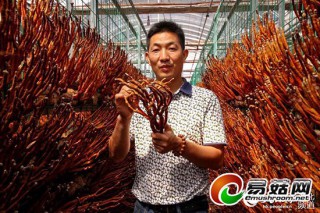 三峽壩區(qū)樂天溪靈芝喜獲豐收 ()