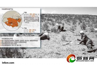 “收購-加工-銷售黑產(chǎn)業(yè)鏈已形成”瘋狂蟲草造假術 ()