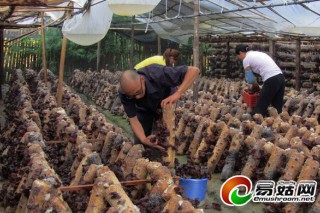 陸新豐: 返鄉(xiāng)創(chuàng)業(yè)種植食用菌開辟新天地 ()