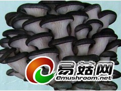 求购黑色姬菇栽培种一万斤图1