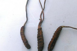 瀘州古藺原始森林發(fā)現(xiàn)“怪草” 像蟲草有香菇味 ()