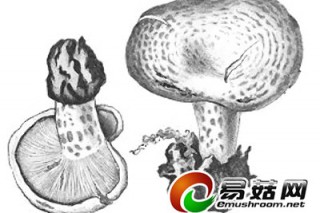 山野雁來(lái)菇十年間價(jià)格上漲幾十倍面臨絕跡 ()