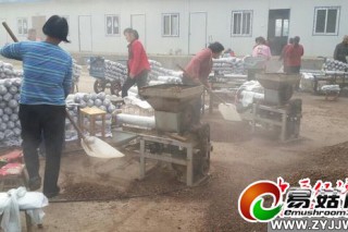 靈寶市大王鎮(zhèn)：香菇備料如火如荼 ()