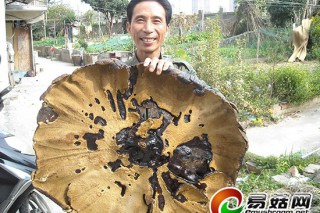 鎮(zhèn)江現(xiàn)巨型野生靈芝 似盾牌有彈性 ()
