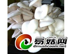周唐华意食用菌菌棒图3