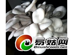 食用菌菌棒图2