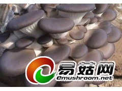 供应食用菌菌棒图1