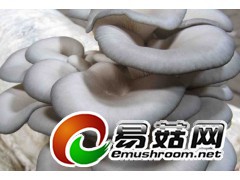 供应食用菌菌棒图2