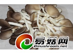 供应食用菌菌棒图3