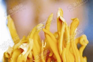 北方蟲草花在溫培植成功 ()