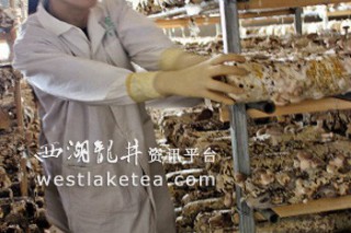 安吉宋茗白茶探索廢棄茶樹枝種菌菇 ()