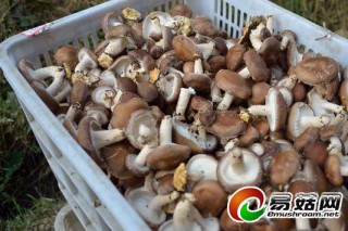 福建明溪：引進(jìn)香菇新品種獲豐收 ()