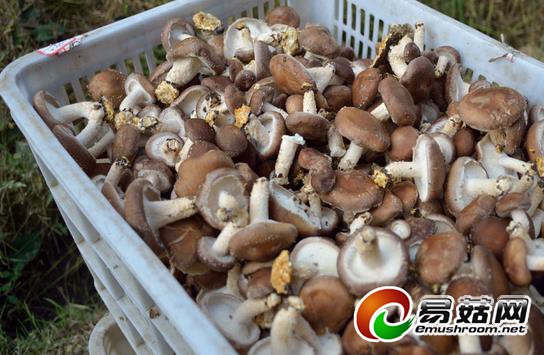 福建明溪：引进香菇新品种获丰收