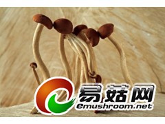 西峡香菇-干香菇批发，厂家供应，价格优惠！图2