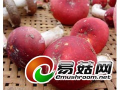 供应优质红香菇丨红香菇生产基地丨食用菌红香菇批发图1