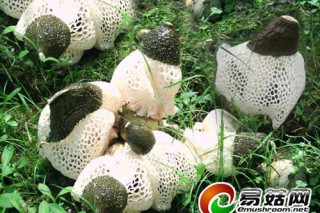 四川長(zhǎng)寧竹海長(zhǎng)裙竹蓀銷全國(guó)各地 走出國(guó)門 ()