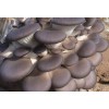 香菇平菇菌种