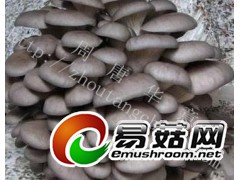 香菇平菇菌种图2
