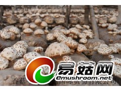 香菇平菇菌种图3