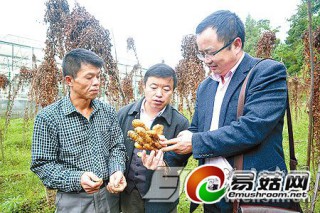 “靈芝山藥”試種成功 ()