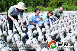 沙畈黑木耳上市 ()