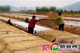 西集鎮(zhèn):給黑木耳穿"保暖衣" ()
