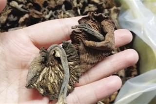 冰城火了小雞燉蘑菇 干榛蘑價(jià)量齊漲 ()