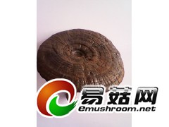 厂家直销灵芝破壁孢子粉图2