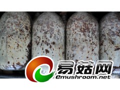 供应蜜环菌锯末培养基栽培种图1