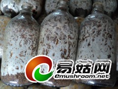 供应蜜环菌锯末培养基栽培种图3