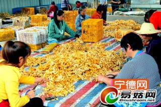 屏南新鮮滑菇產(chǎn)銷兩旺 ()