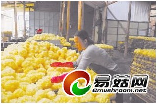 古田銀耳鮮品產(chǎn)量、產(chǎn)值有望超過去年 ()