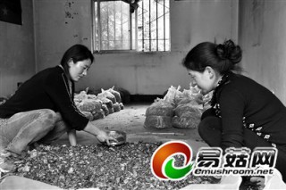小天麻 大收益 ()