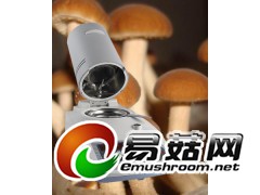 冠亚水分测定仪   食用菌水分测定仪  培养料水分测定仪图1