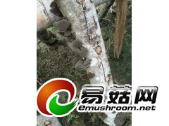 段木黑木耳图1