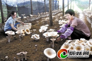 生態(tài)優(yōu)勢讓上林食用菌產(chǎn)業(yè)紅紅火火 ()