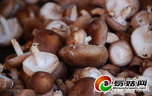 美国研究发现：香菇提取物可杀死人类乳头瘤病毒