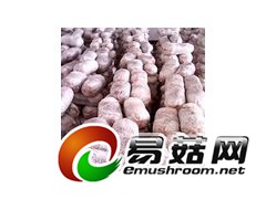供应高产抗病平菇菌种,优质出菇菌棒图2