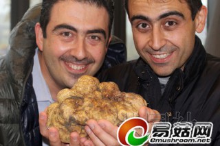 意大利發(fā)現(xiàn)1.4公斤重巨型松露 或為全球最大 ()