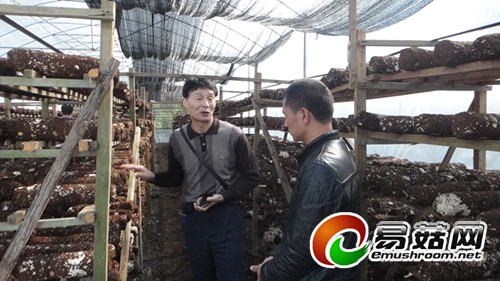福建三明市局专家到明溪指导食用菌生产