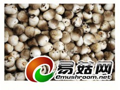 大量供应干草菇  腌制草菇 鲜草菇图1