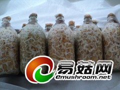 天麻蜜环菌玉米蜜环菌栽培种图1
