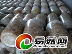 天麻蜜环菌玉米蜜环菌栽培种图2