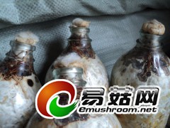 天麻蜜环菌玉米蜜环菌栽培种图3