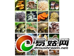 香菇水分测定仪  培养基水分测定仪    培养料水分仪图2