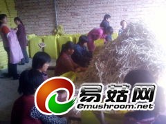 筷子菌种枝条图3